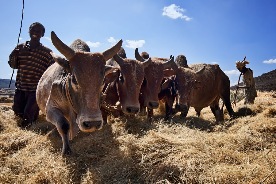 199   Threshing the Sorghum   Bale Mountains   Ethiopia 